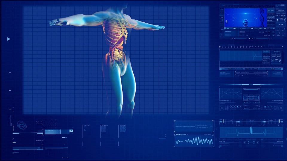 human body
