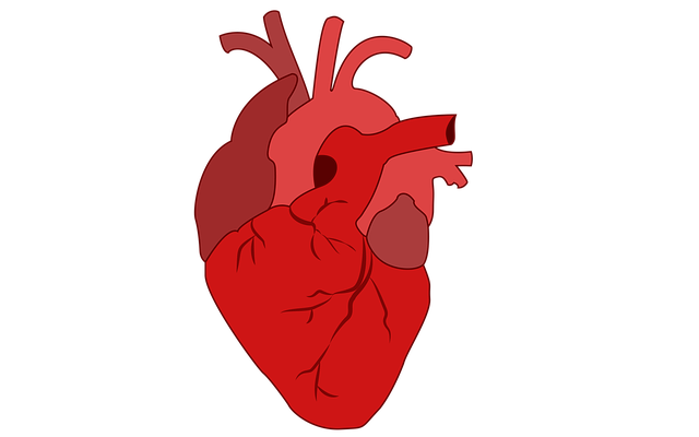 healthy organ