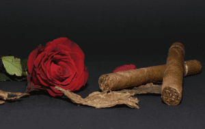 cigar rose