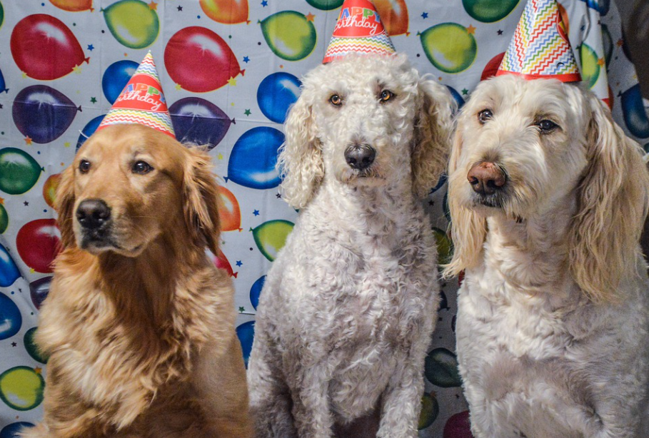 puppy party