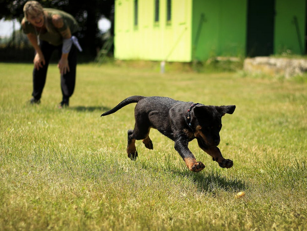 dog training